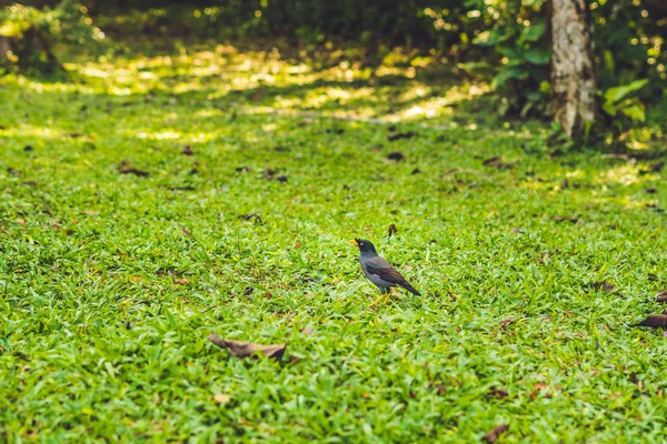 Sarı bacakları ile kuş — Stok fotoğraf