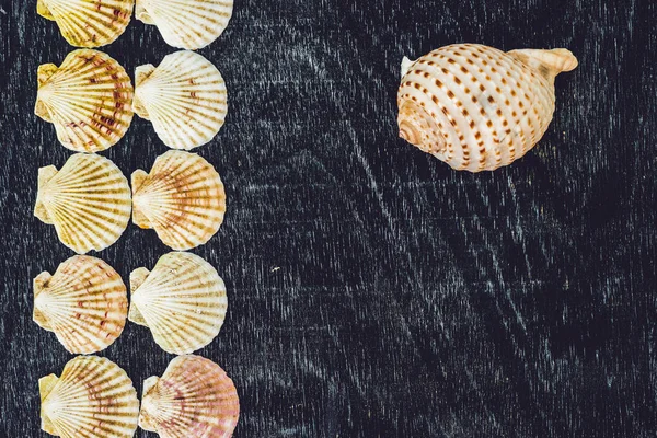 Background of shells of scallops on an old wooden background. Sea concept — Stock Photo, Image