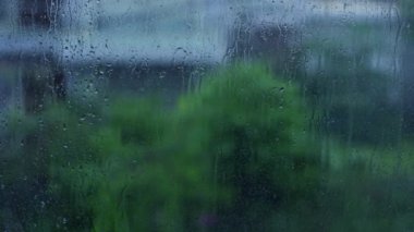 Tropik ağaç ağır bir yağmur altında