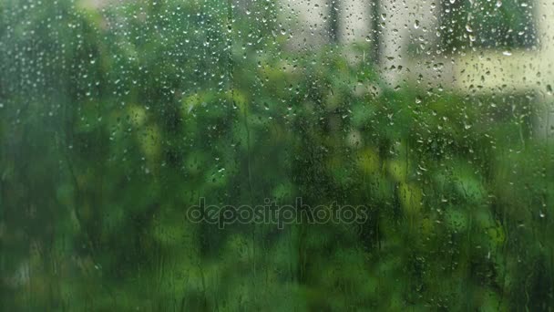 Árbol tropical bajo una fuerte lluvia — Vídeo de stock