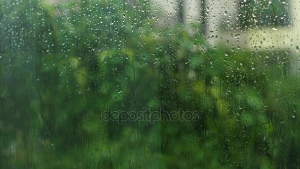 下一场大雨的热带树 — 图库视频影像