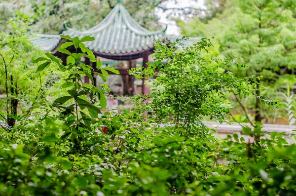 Parque verde em Hong Kong — Fotografia de Stock