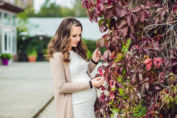 Беременная женщина стоит у красной осенней изгороди — стоковое фото