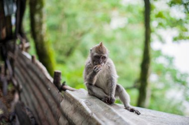 Monkeys in the monkey forest, Bali clipart