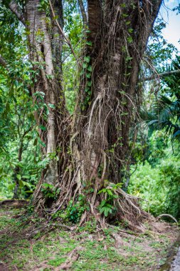 Nature Bali, Endonezya