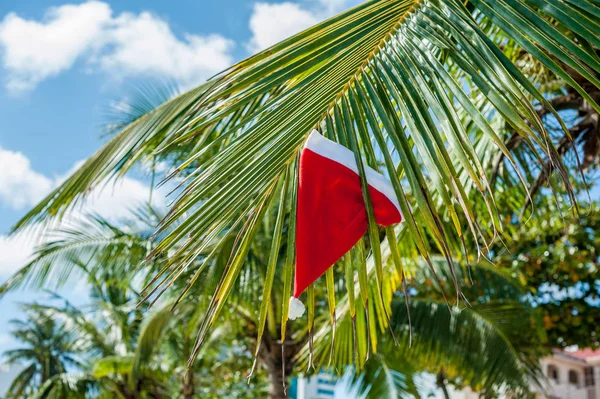 Sombrero de Santa colgando de la palmera —  Fotos de Stock