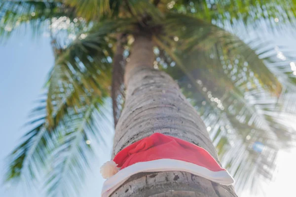 Cappello di Babbo Natale rosso appeso alla palma — Foto Stock