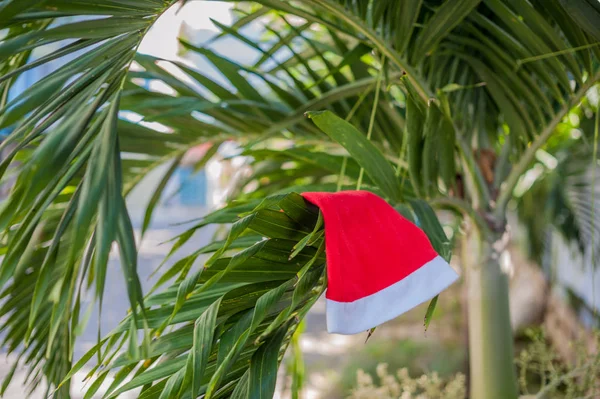 Cappello di Babbo Natale rosso appeso alla palma — Foto Stock