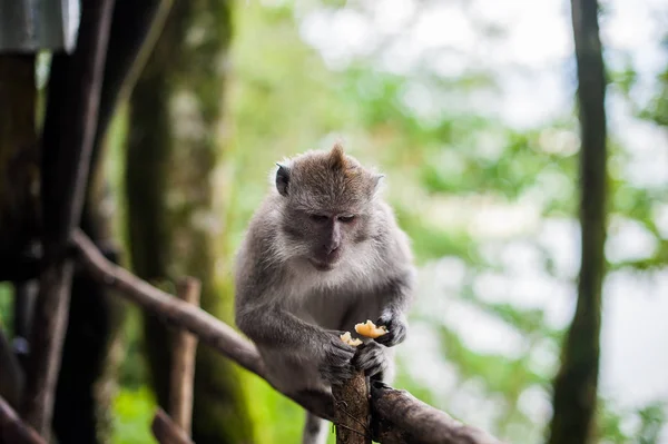 Monkeys in the monkey forest, Bali — Stock Photo, Image