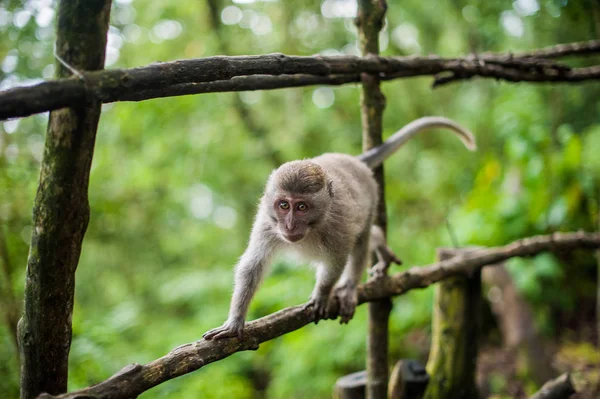 Monkeys in the monkey forest, Bali — Stock Photo, Image