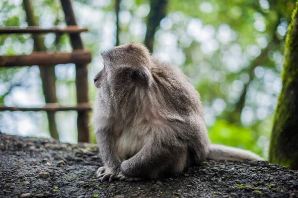 Monos en el bosque de monos, Bali — Foto de Stock