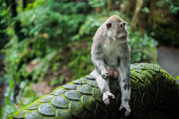 Monos en el bosque de monos, Bali — Foto de Stock