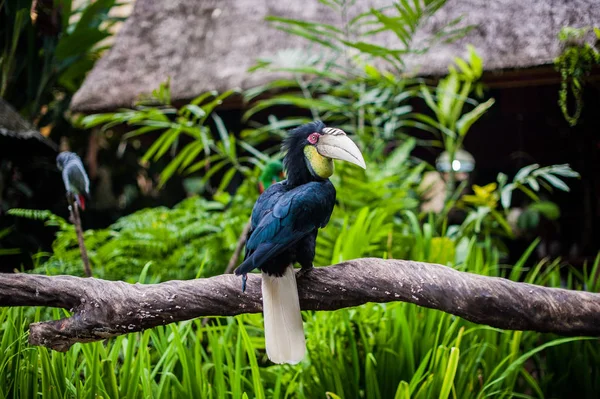 Oiseau dans le musée Blanco, Bali — Photo