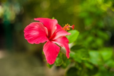 Tropikal çiçek orkide çiçek buketi çiçek