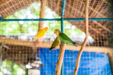 Filipinler tropikal kuşlar