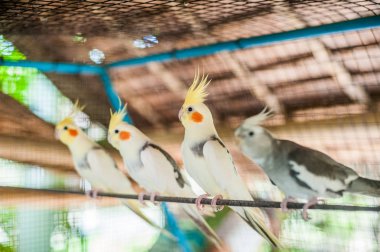 Filipinler tropikal kuşlar