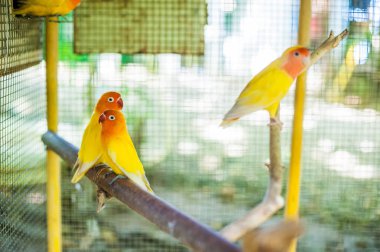 Filipinler tropikal kuşlar