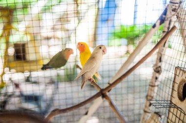 Filipinler tropikal kuşlar