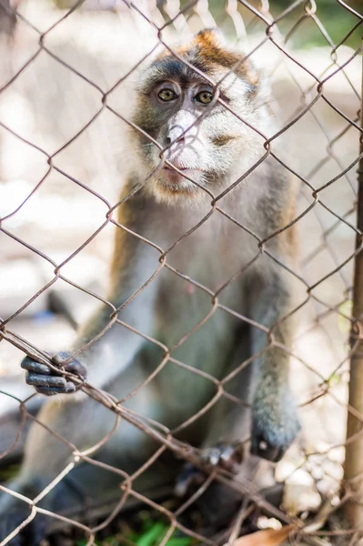Monkey looking through the bars — Stock Photo, Image