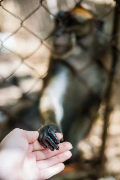 Parmaklıkların arasından seyir maymun — Stok fotoğraf