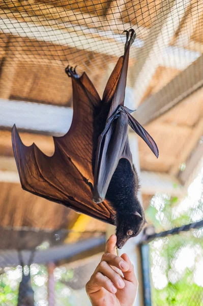 Flying Fox hanging from the ceiling — Stock Photo, Image