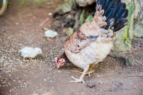 Domestic birds in the Philippines — Stock Photo, Image