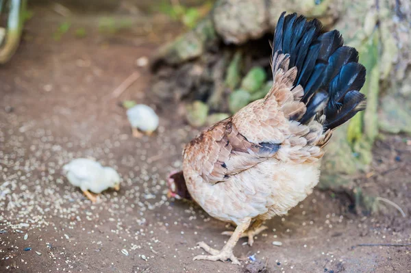 Ptaki domowe na Filipinach — Zdjęcie stockowe