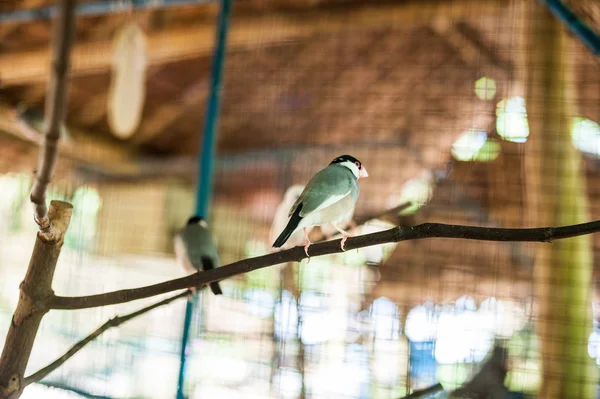 Τροπικά πουλιά στις Φιλιππίνες — Φωτογραφία Αρχείου
