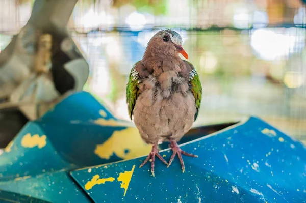 Tropischer Vogel auf den Philippinen — Stockfoto