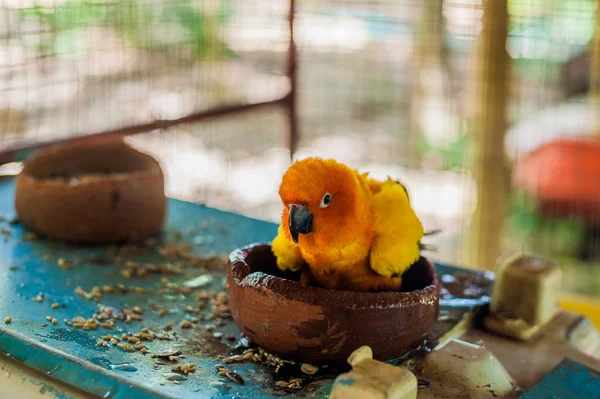 Aves tropicales en Filipinas —  Fotos de Stock