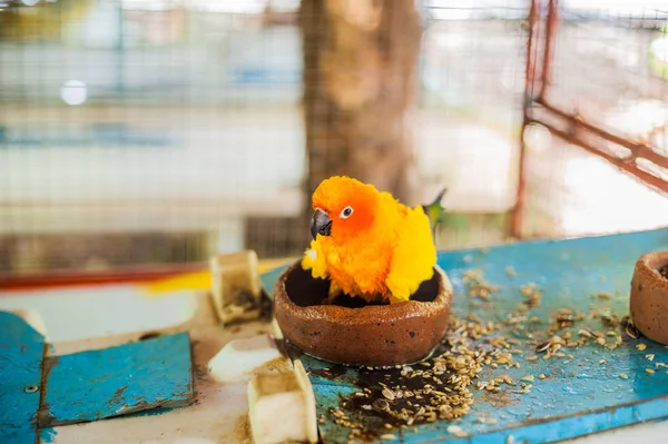 Τροπικών πουλιών στις Φιλιππίνες — Φωτογραφία Αρχείου