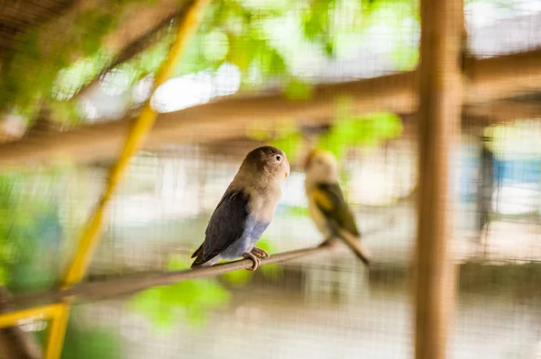 Tropische vogels in de Filippijnen — Stockfoto