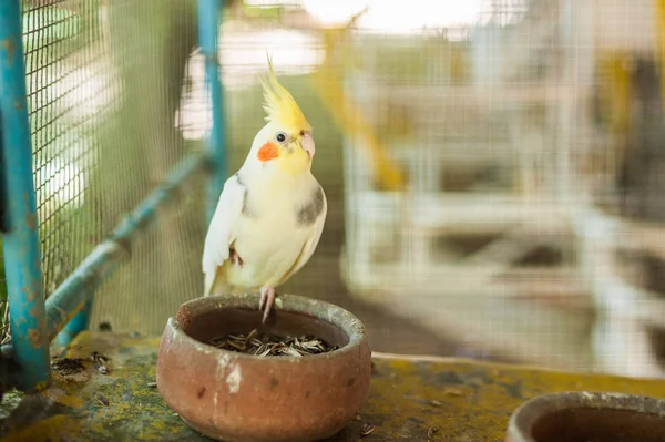 フィリピンの熱帯鳥 — ストック写真