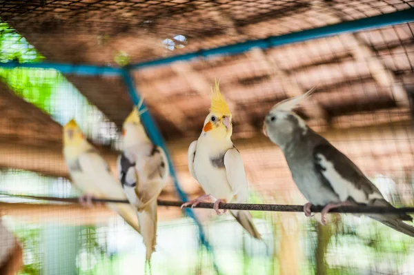 Tropische vogels in de Filippijnen — Stockfoto