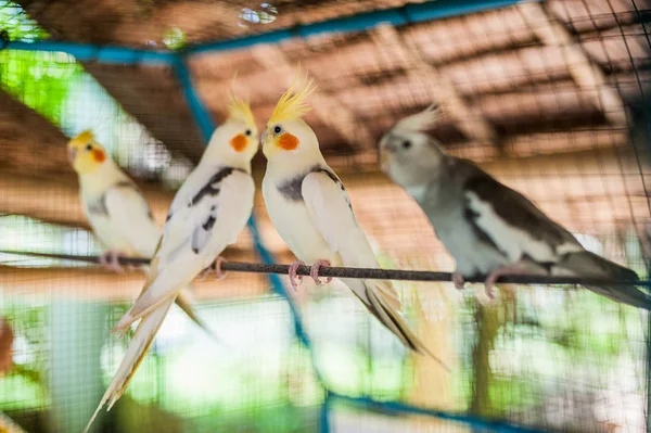 Aves tropicales en Filipinas — Foto de Stock