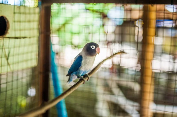 Tropický pták na Filipínách — Stock fotografie