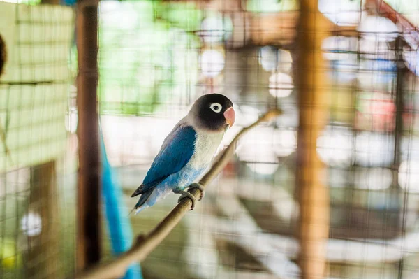 Tropische vogels in de Filippijnen — Stockfoto