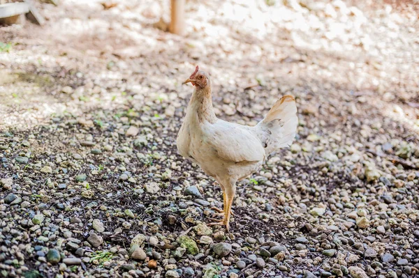 Domestic  bird in the Philippines — Stock Photo, Image