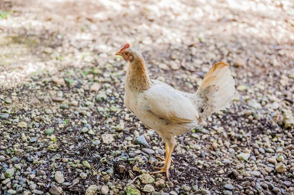 Domestic  bird in the Philippines — Stock Photo, Image