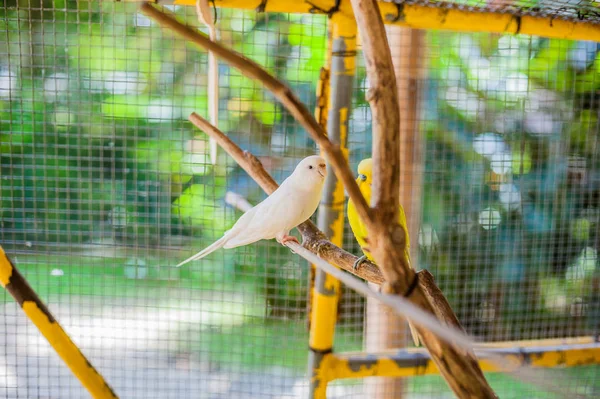 Tropických ptáků na Filipínách — Stock fotografie