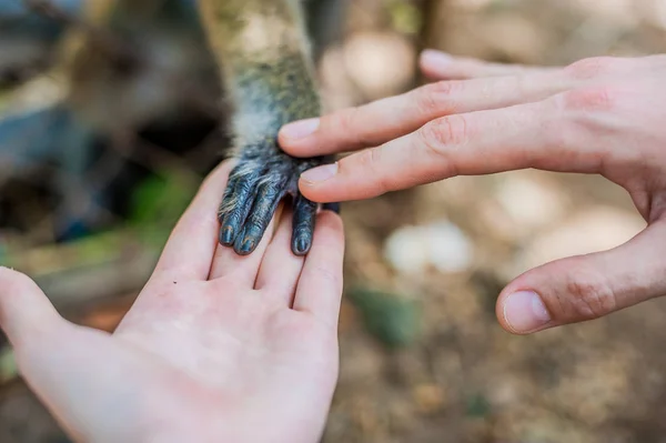 Macaco olhando através das barras — Fotografia de Stock