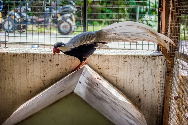 Oiseaux tropicaux aux Philippines — Photo