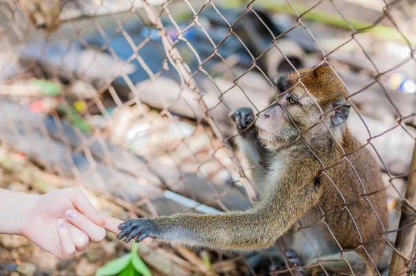 Monkey looking through the bars — Stock Photo, Image