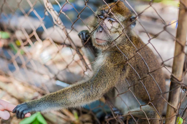 Monkey looking through the bars