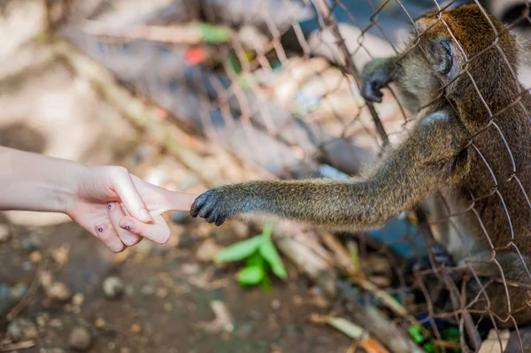 Parmaklıkların arasından seyir maymun — Stok fotoğraf