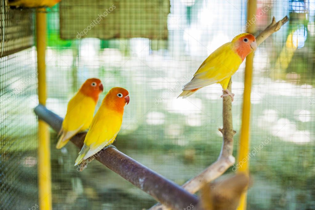 Tropical birds in the Philippines