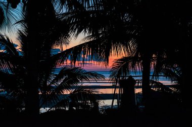Palmiye ağaçlarının silueti 
