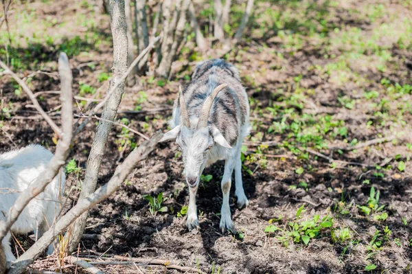 Geten äta grönt gräs — Stockfoto