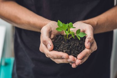 Genç yeşil bitkiyi tutan eller