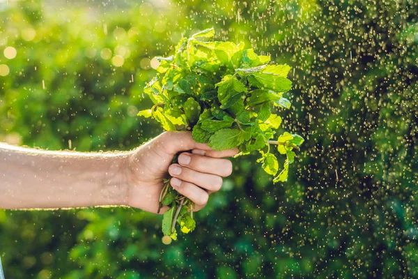 Manojo de menta en la mano — Foto de Stock